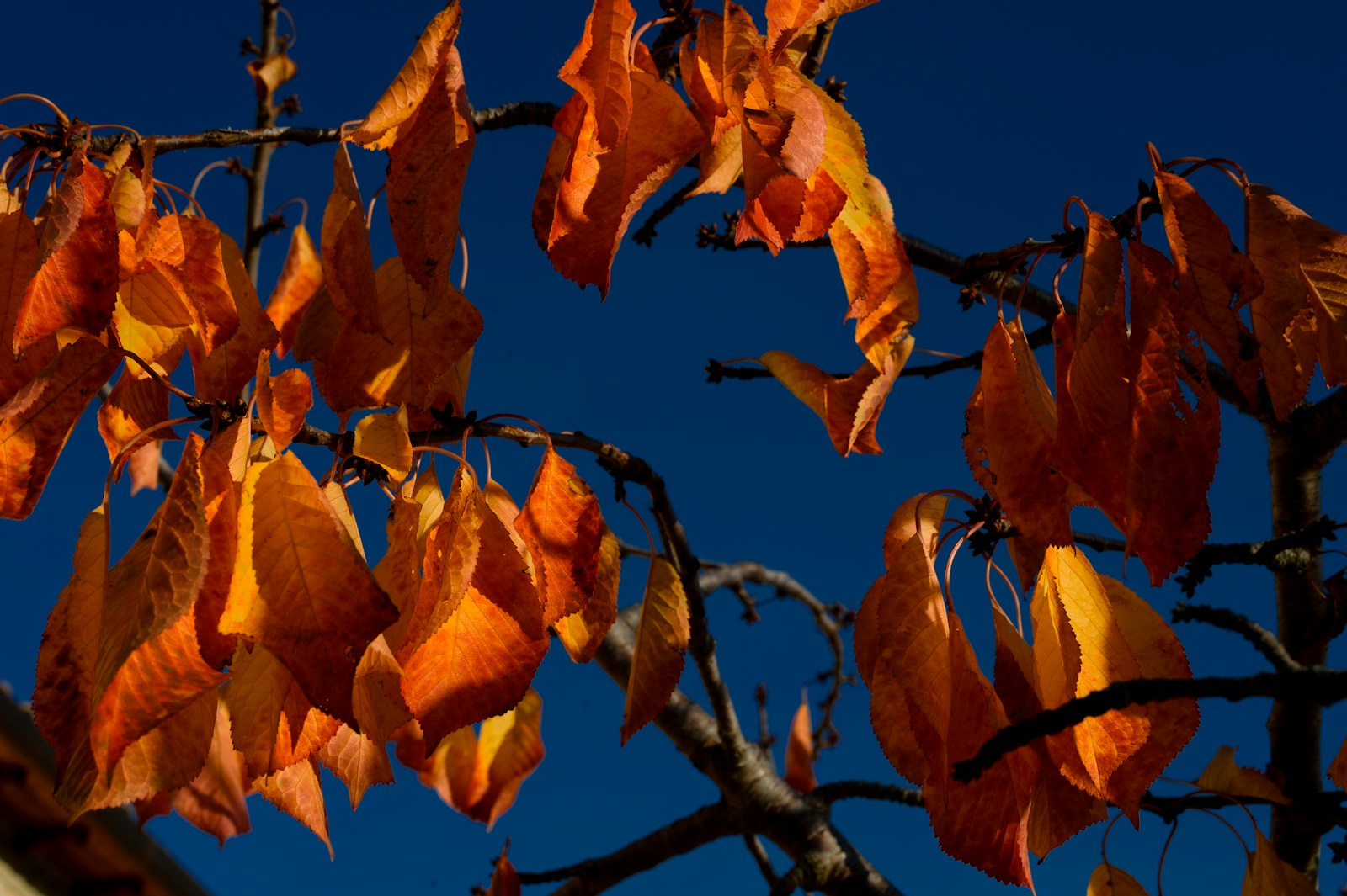 Colori d’autunno nel borgo abruzzese.